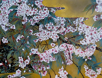 Ukon cherry blossoms 宝居智子 Gallery